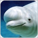 白鲸模拟器金币自由版v1.0.1 无限经验版